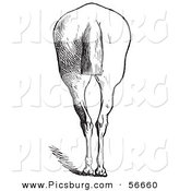 Clip Art of an Old Fashioned Vintage Engraved Horse Anatomy of Bad Hind Quarters in Black and White 6 by Picsburg
