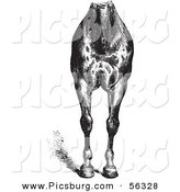 Clip Art of an Old Fashioned Vintage Engraved Horse Anatomy of Good Breast and Limbs in Black and White by Picsburg