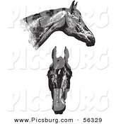 Clip Art of an Old Fashioned Vintage Engraved Horse Anatomy of Good Heads in Black and White by Picsburg