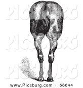 Clip Art of an Old Fashioned Vintage Engraved Horse Anatomy of Good Hind Quarters in Black and White 2 by Picsburg