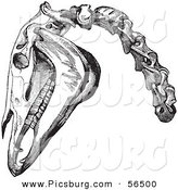 Clip Art of an Old Fashioned Vintage Engraving of Horse Head and Neck Bones in Black and White by Picsburg