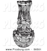 Clip Art of an Old Fashioned Vintage Frontal View of the Bones in a Horse Foot and Hoof in Black and White by Picsburg