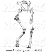 Clip Art of an Old Fashioned Vintage Horse Anatomy of Hinder Part Bones in Black and White by Picsburg