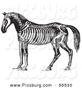 Clip Art of an Old Fashioned Vintage Horse Anatomy of the Skeleton in Black and White 1 by Picsburg