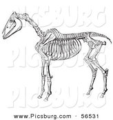 Clip Art of an Old Fashioned Vintage Horse Anatomy of the Skeleton in Black and White 2 by Picsburg