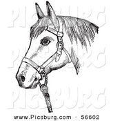 Clip Art of an Old Fashioned Vintage Horse with Good Form for a Halter of in Black and White by Picsburg