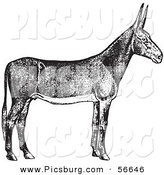 Clip Art of an Old Fashioned Vintage Poitou Donkey Ass in Black and White by Picsburg