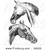 Clip Art of Horse Head and Neck Muscles - Black and White by Picsburg
