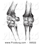 Clip Art of Two Horse Knee Bones and Joints - Black and White by Picsburg
