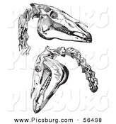 Clip Art of Two Horse Skulls and Neck Bones - Black and White by Picsburg