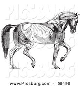 Clip Art of Walking Horse Muscles - Black and White by Picsburg
