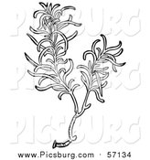 Vector Clip Art of a Black and White Aromatic Culinary Herbal Rosemary Plant by Picsburg