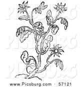Vector Clip Art of a Black and White Herbal Borage Plant by Picsburg