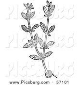 Vector Clip Art of a Black and White Herbal Marjoram Plant by Picsburg