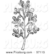 Vector Clip Art of a Black and White Herbal Rue Plant by Picsburg