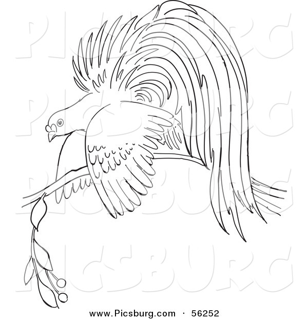 Clip Art of a Bird of Paradise on a Branch - Black and White Line Art