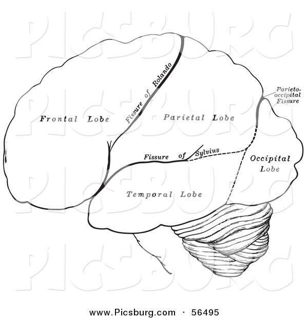 Clip Art of a Black and White Retro Diagram Drawing of the Hemispheres of the Human Brain