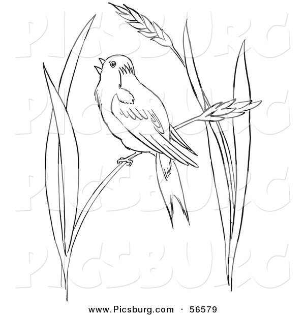 Clip Art of a Bobolink Bird Chirping on Wheat Grass - Black and White Line Art