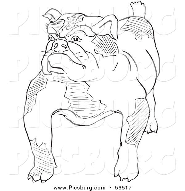 Clip Art of a Bulldog Standing Tough - Black and White Line Art