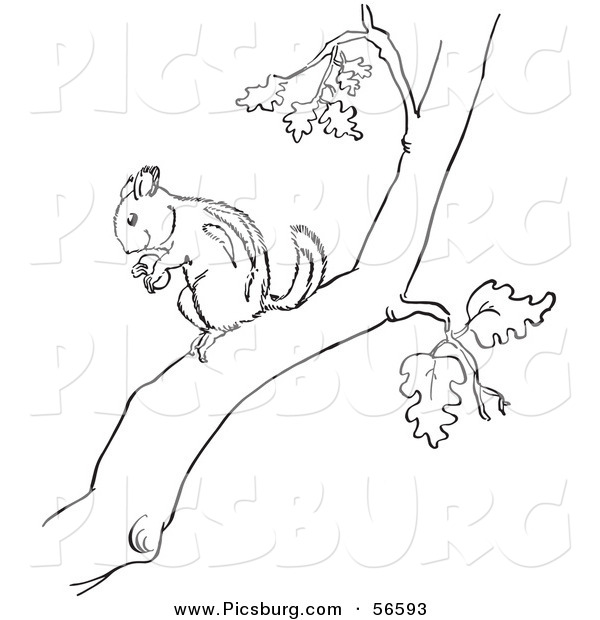 Clip Art of a Chipmunk with a Nut on a Tree Branch - Black and White Line Art