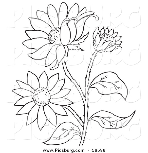 Clip Art of a Coloring Page of a Black Eyed Susan Flower Plant
