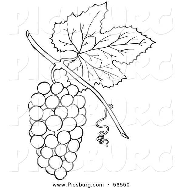 Clip Art of a Coloring Page of a Bunch of Grapes with a Leaf