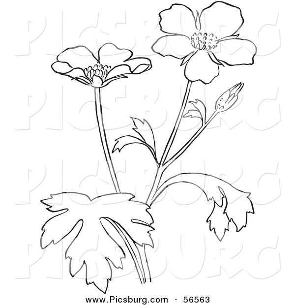 Clip Art of a Coloring Page of a Buttercup Flower Plant