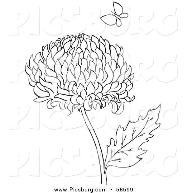 Clip Art of a Coloring Page of a Chrysanthemum Flower and Butterfly