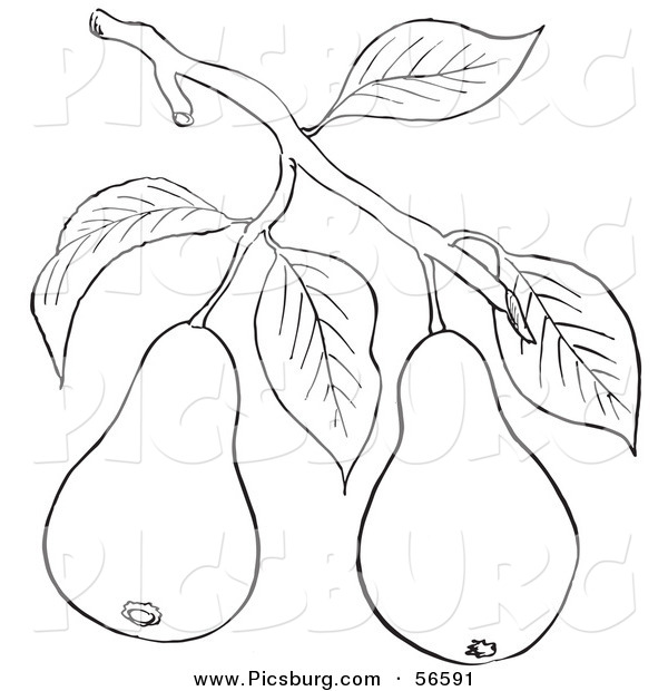 Clip Art of a Coloring Page of a Pear Tree Branch with Fruits