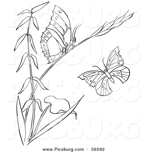 Clip Art of a Coloring Page of a Plant with Butterflies