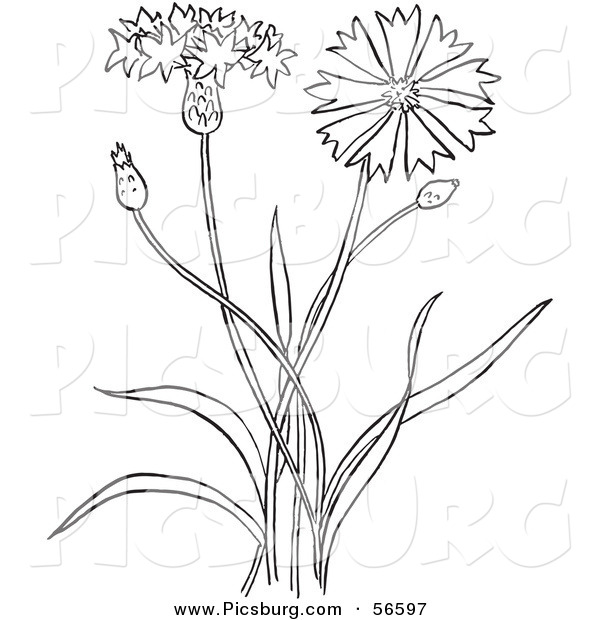 Clip Art of a Coloring Page Outline of a Bachelors Buttons Flower Plant