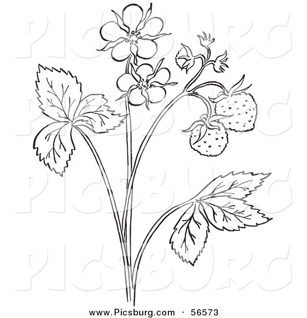 Clip Art of a Coloring Page Outline of a Strawberry Plant with Blossoms