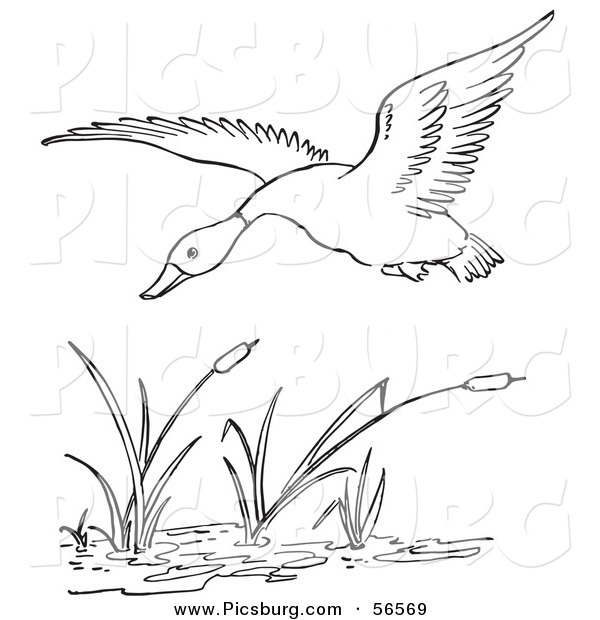 Clip Art of a Duck Flying over a Pond - Black and White Line Art