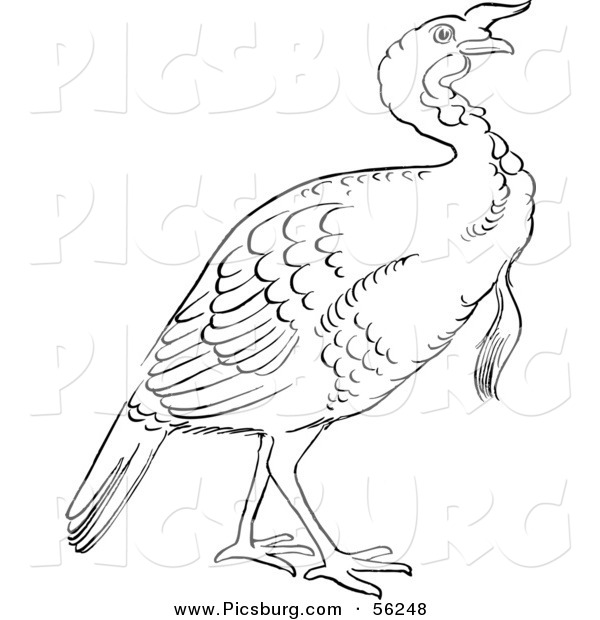 Clip Art of a Gobbler Thanksgiving Turkey Bird - Black and White Line Art