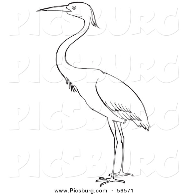 Clip Art of a Heron Bird Standing on Ground - Black and White Line Art