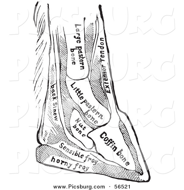 Clip Art of a Horse Foot with Names of Bones - Black and White