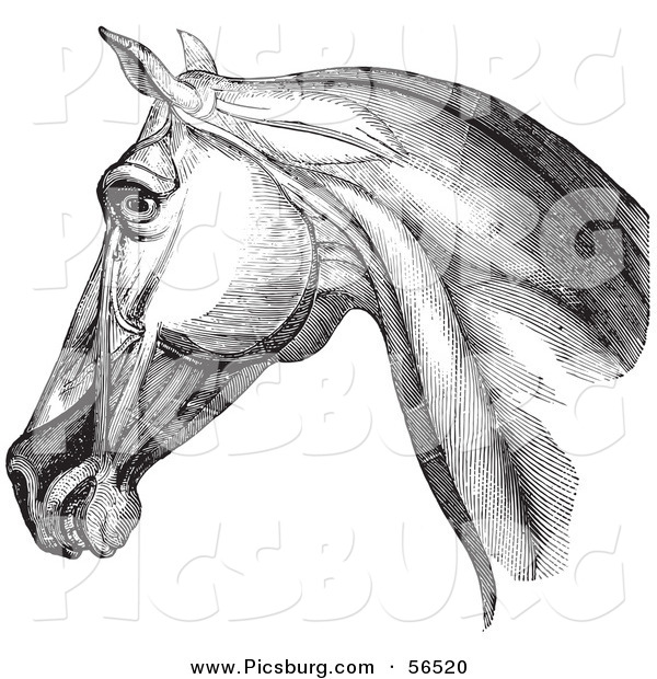 Clip Art of a Horse Head Highlighting Neck Muscles - Black and White Version #1