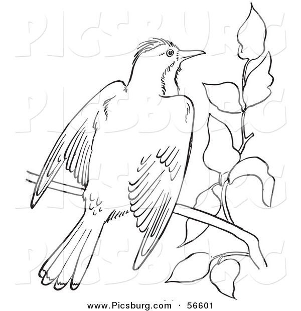 Clip Art of a Kingbird with Open Wings on a Tree Branch - Black and White Line Art