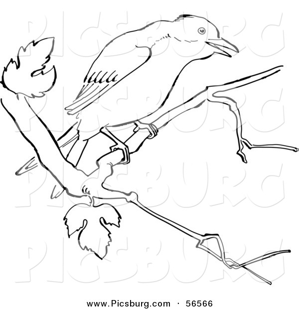 Clip Art of a Mockingbird on a Tree Branch - Black and White Line Art