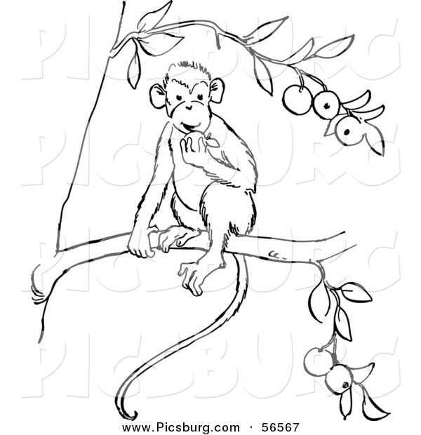 Clip Art of a Monkey Eating Fruit out of a Tree - Black and White Line Art