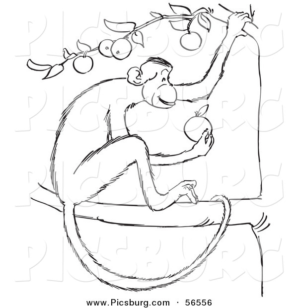 Clip Art of a Monkey Eating in an Apple in a Tree - Black and White Line Art