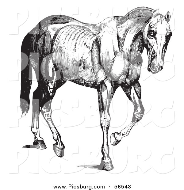 Clip Art of a Old Fashioned Vintage Engraved Horse Anatomy of Muscular Structure in Black and White