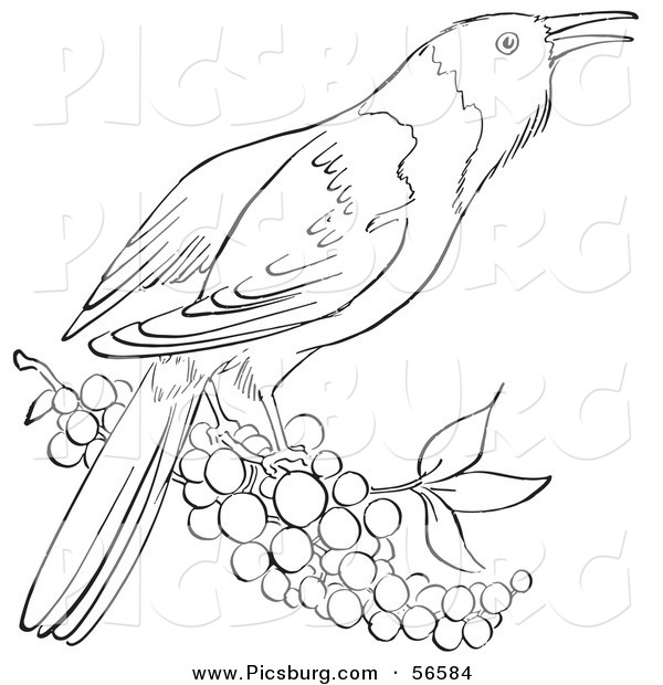 Clip Art of a Oriole Bird on a Branch Full of Berries - Black and White Line Art