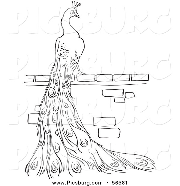 Clip Art of a Peacock Standing on a Brick Wall - Black and White Line Art
