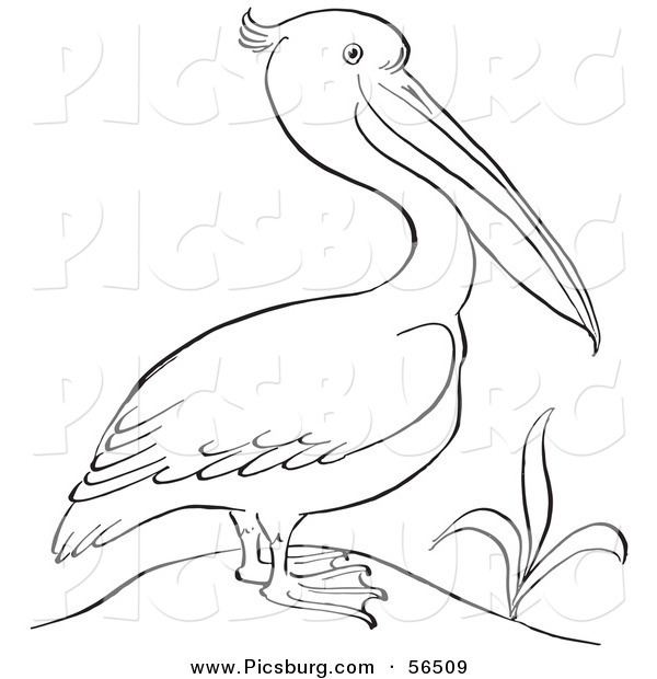 Clip Art of a Pelican Standing Beside a Plant - Black and White Line Art
