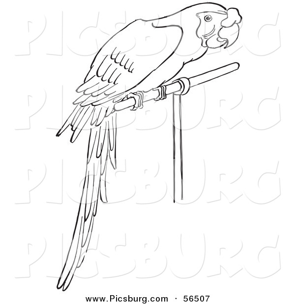 Clip Art of a Perched Parrot in a Caged Environment - Black and White Line Art