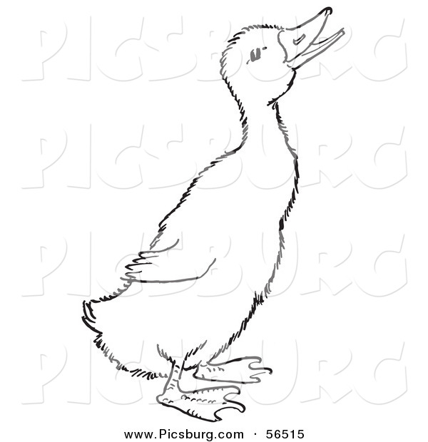 Clip Art of a Quaking Duckling on Ground - Black and White Line Art