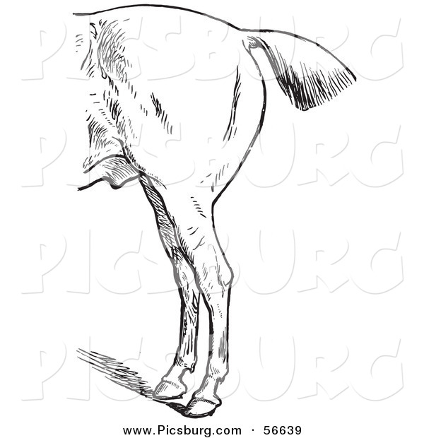 Clip Art of a Retro Old Fashioned Engraved Horse Anatomy of Bad Hind Quarters in Black and White