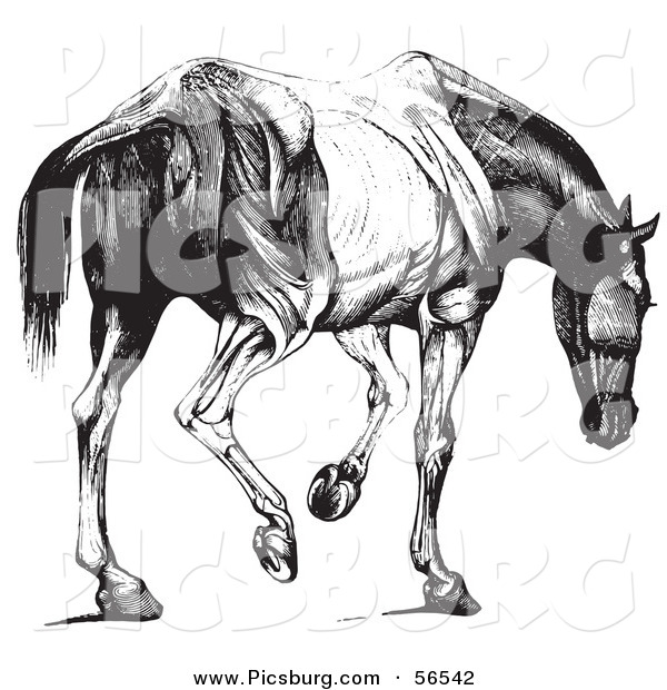 Clip Art of a Retro Vintage Engraved Horse Anatomy of Muscular Covering Butt View in Black and White