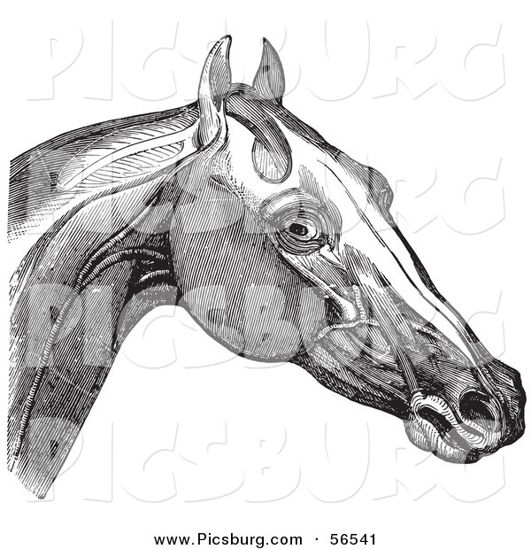 Clip Art of a Retro Vintage Engraving of Horse's Head and Neck Muscles in Black and White 2